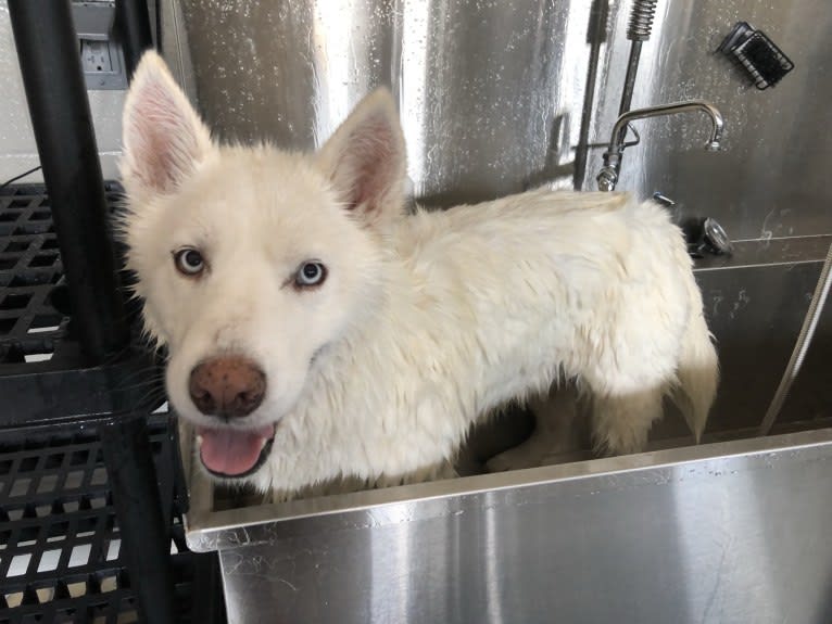 Recon, a Siberian Husky tested with EmbarkVet.com