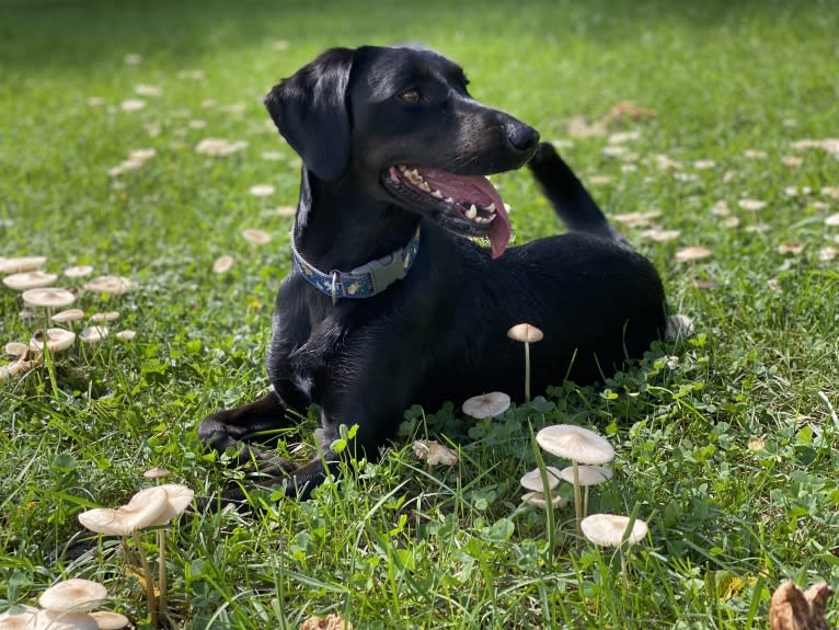 Curiosity Blue, a Labrador Retriever and Australian Shepherd mix tested with EmbarkVet.com