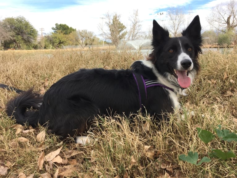 Riley, a Border Collie and German Shepherd Dog mix tested with EmbarkVet.com