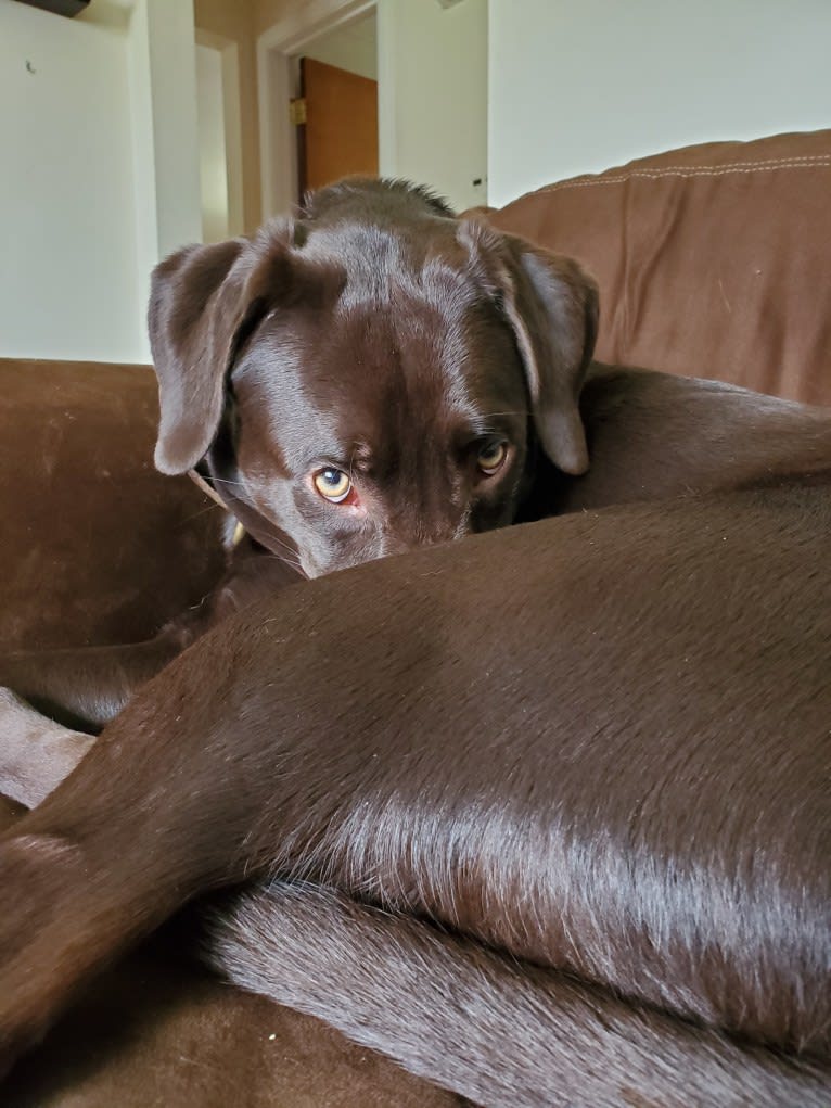 Zephyr, a Labrador Retriever tested with EmbarkVet.com