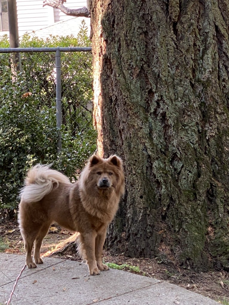 Coco Bean, a Chow Chow tested with EmbarkVet.com