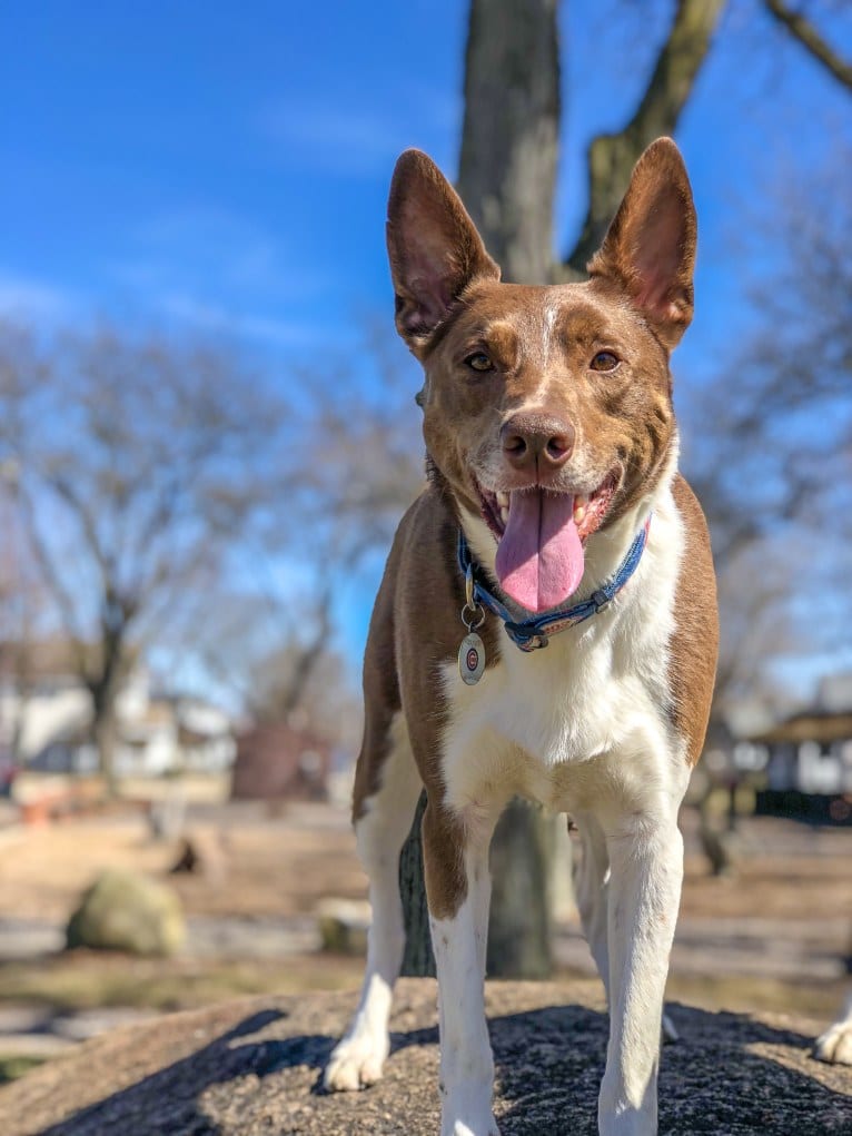 Gemini, a Border Collie and Australian Shepherd mix tested with EmbarkVet.com