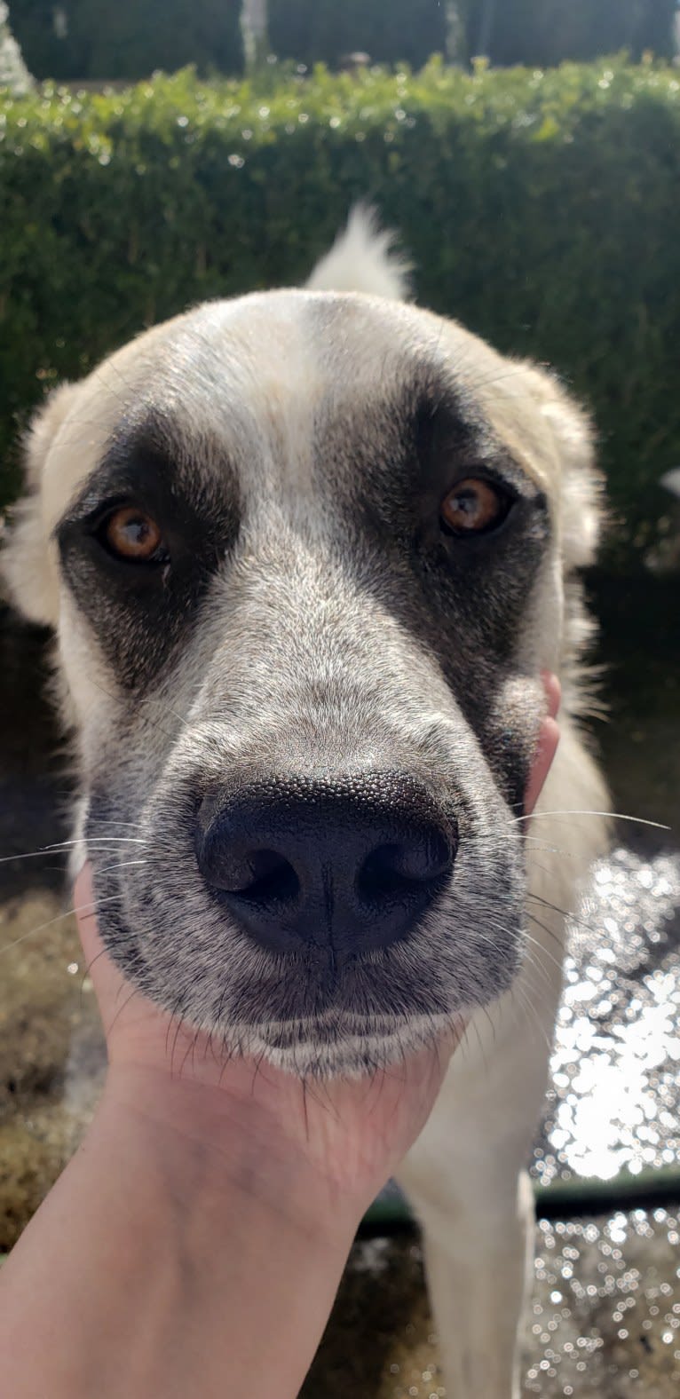 Marley, a Great Pyrenees and Australian Cattle Dog mix tested with EmbarkVet.com