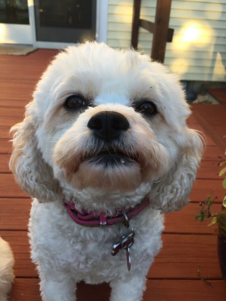 Molly, a Cavachon tested with EmbarkVet.com