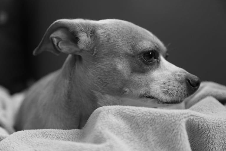 Cheza, a Chihuahua and Poodle (Small) mix tested with EmbarkVet.com