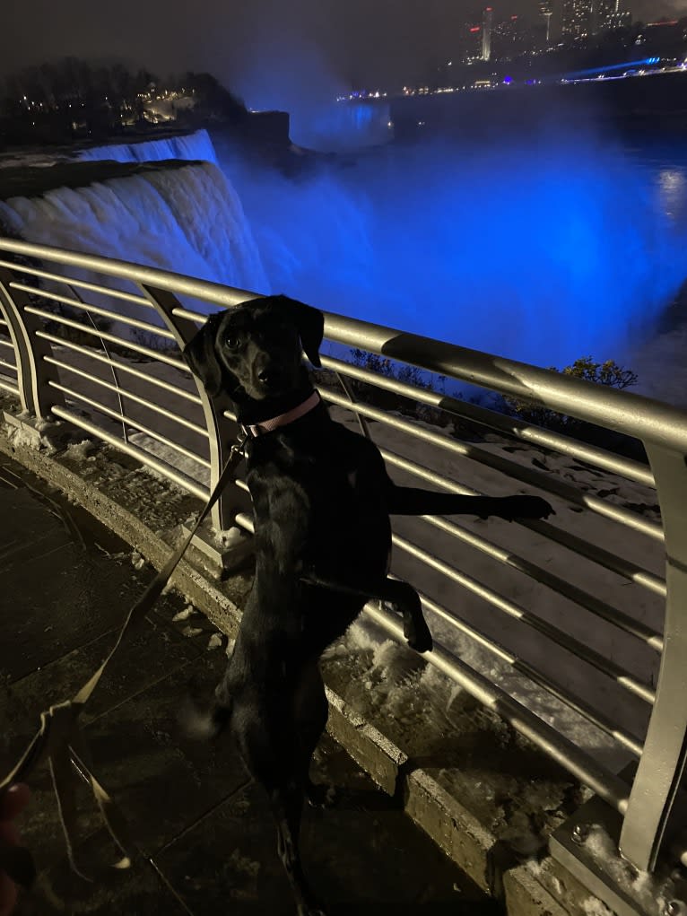 Curiosity Blue, a Labrador Retriever and Australian Shepherd mix tested with EmbarkVet.com