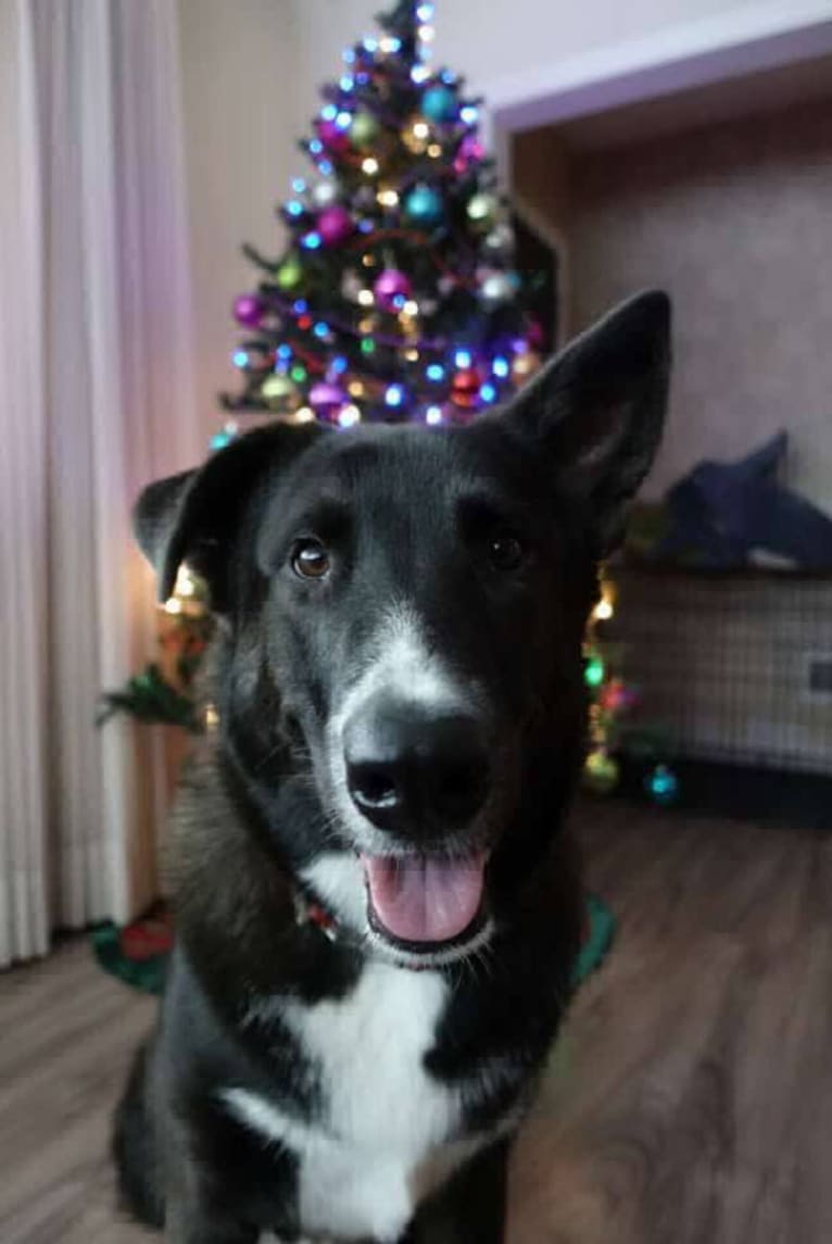 Brady, a Saint Bernard and German Shepherd Dog mix tested with EmbarkVet.com
