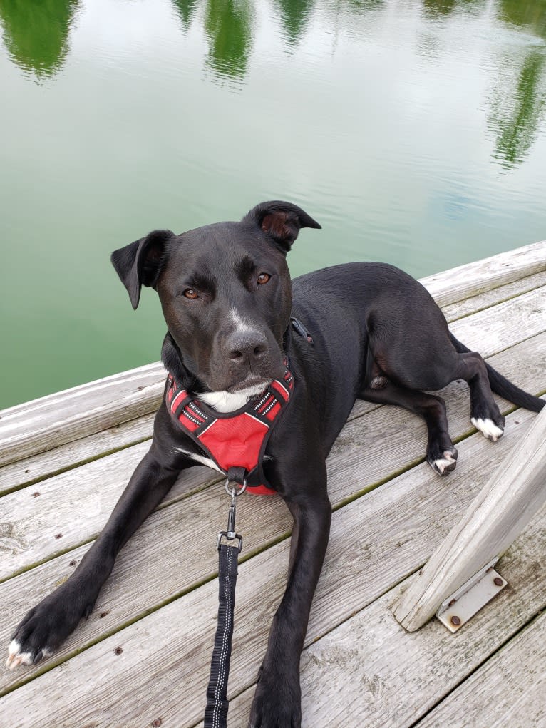 Finn, an American Bully and Labrador Retriever mix tested with EmbarkVet.com