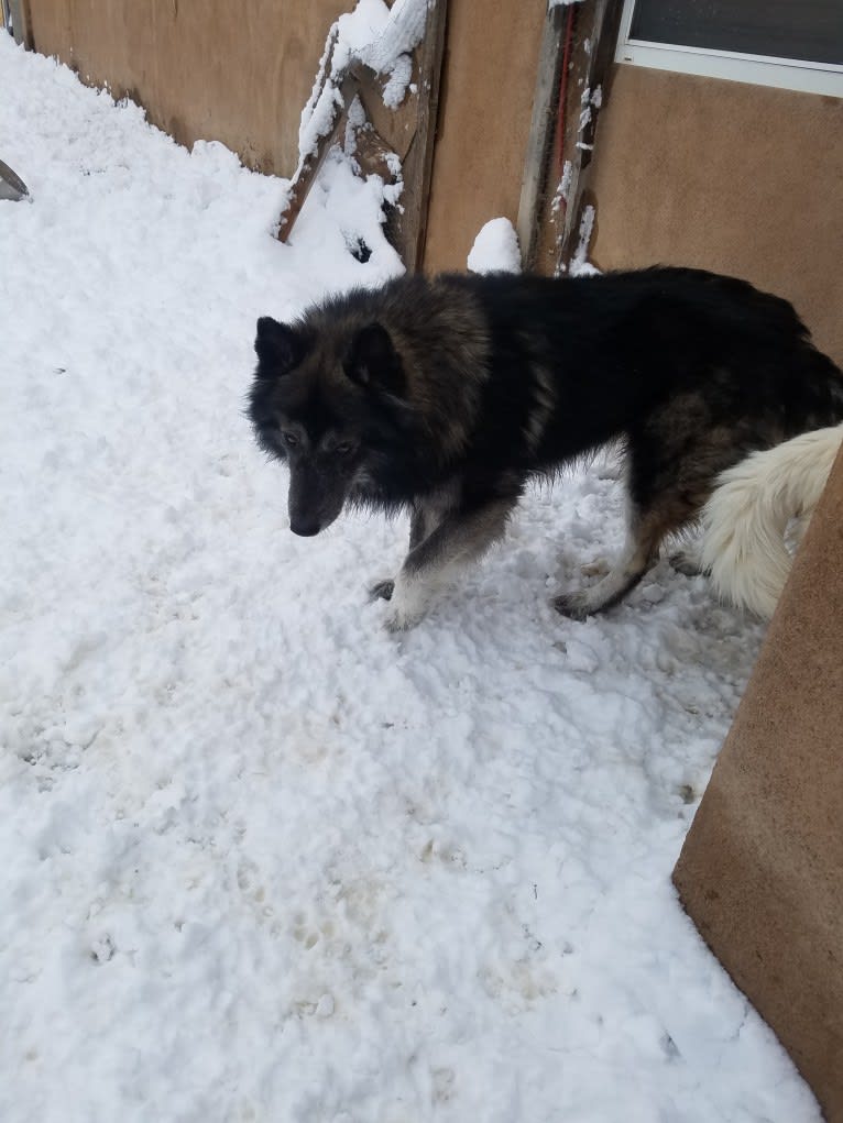 Brutus, a German Shepherd Dog and Siberian Husky mix tested with EmbarkVet.com