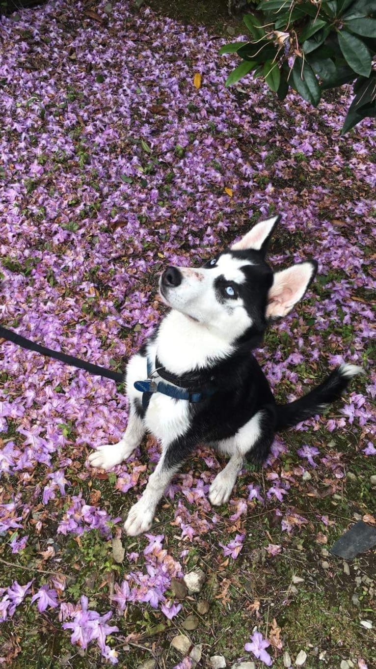 Myanu, a Siberian Husky tested with EmbarkVet.com