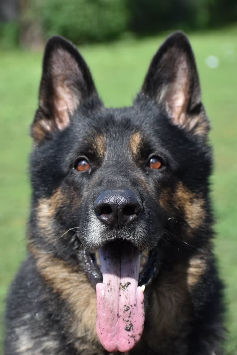 Hardy, a German Shepherd Dog tested with EmbarkVet.com