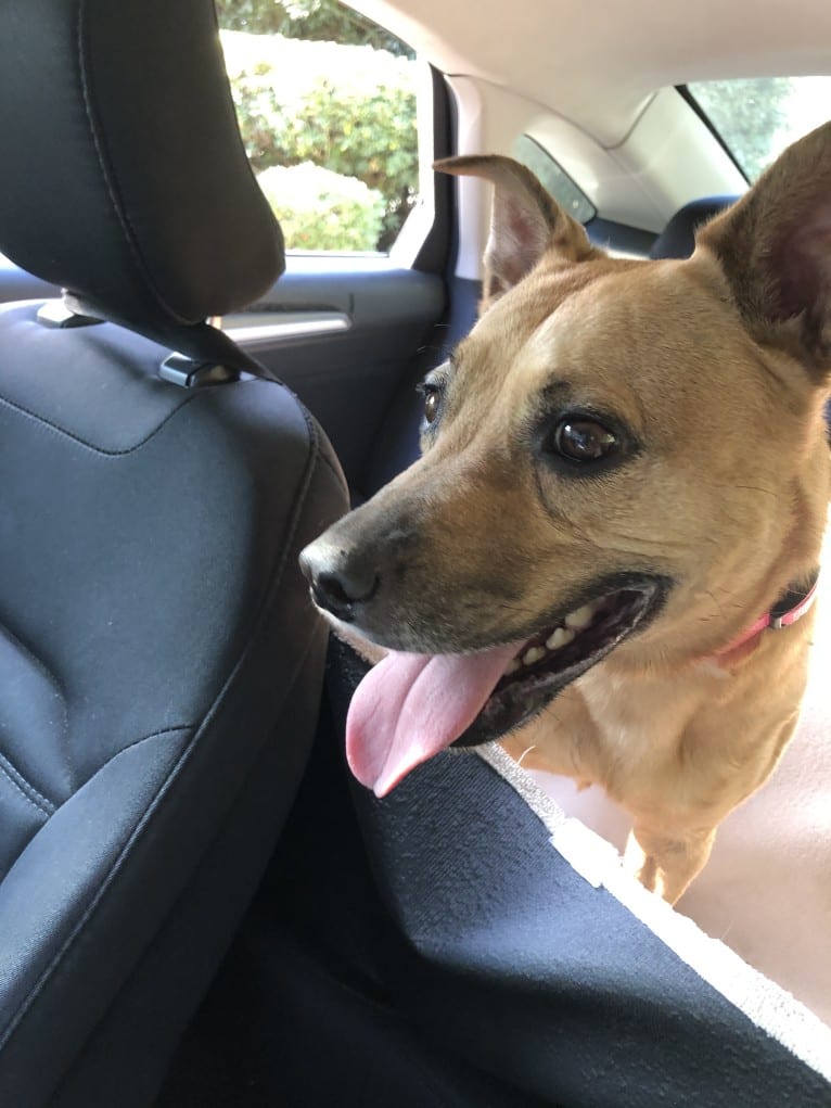 Choice, an American Pit Bull Terrier and Australian Shepherd mix tested with EmbarkVet.com