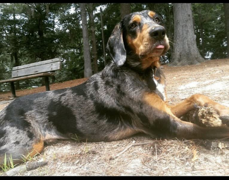 Winston, an American Leopard Hound tested with EmbarkVet.com