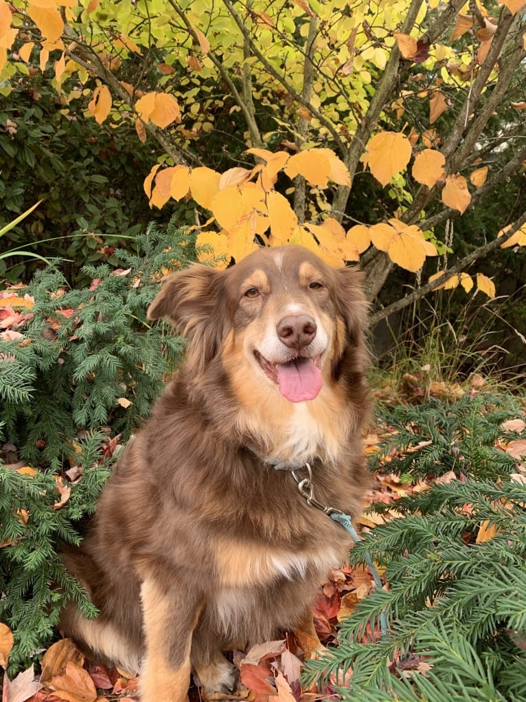 Rosie O'Doggell, an Australian Shepherd and German Shepherd Dog mix tested with EmbarkVet.com