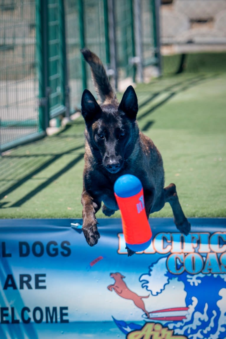 Maverick, a Belgian Shepherd tested with EmbarkVet.com