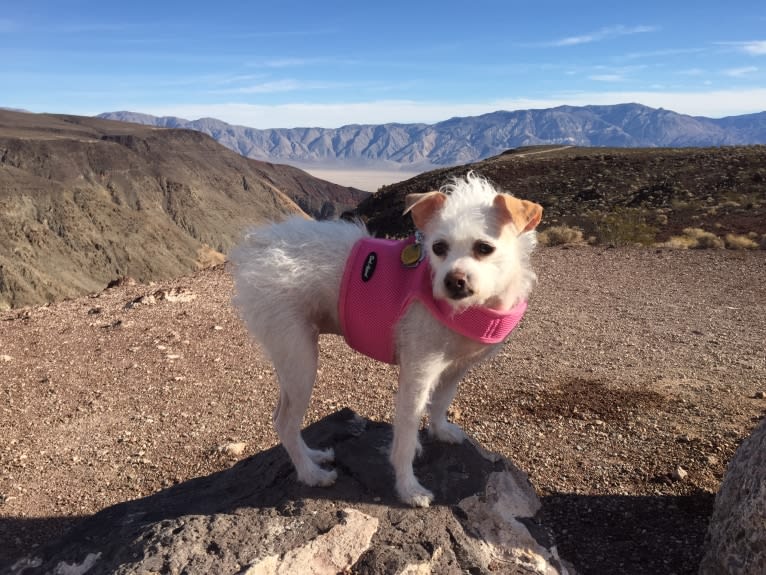 Coleen, a Rat Terrier and Poodle (Small) mix tested with EmbarkVet.com