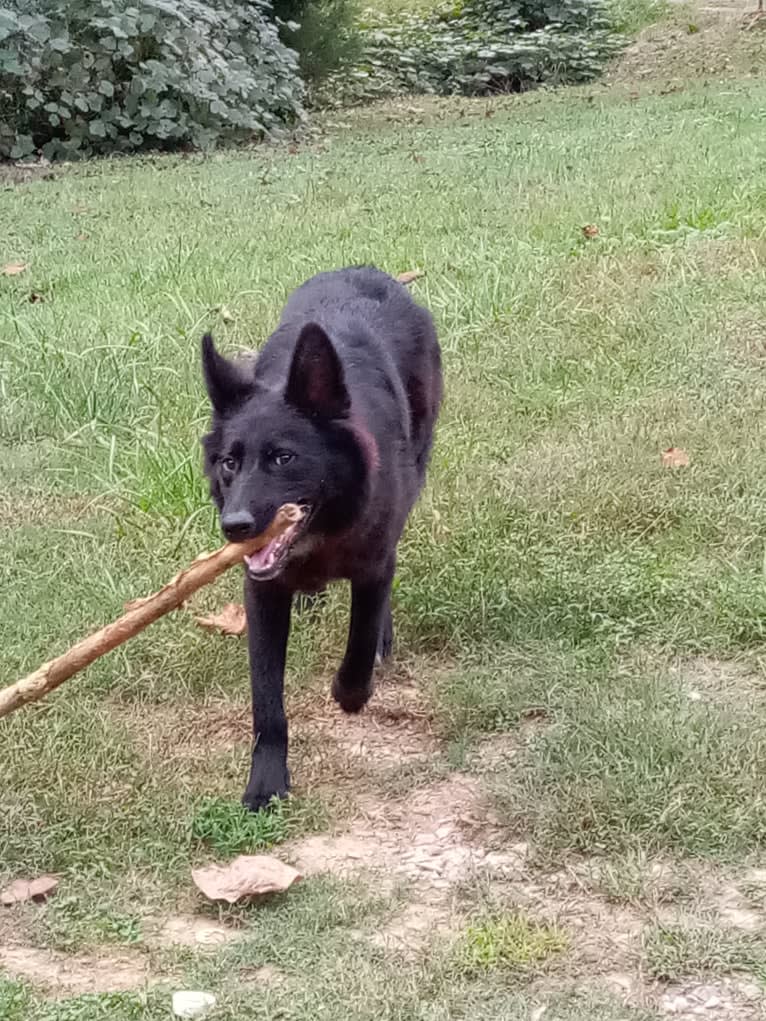 Dixie, a German Shepherd Dog and Australian Shepherd mix tested with EmbarkVet.com