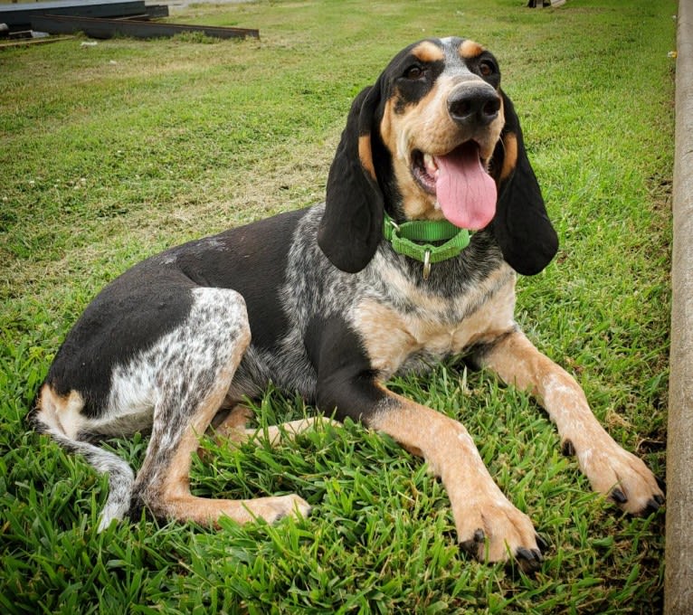 Sweet T, a Bluetick Coonhound tested with EmbarkVet.com