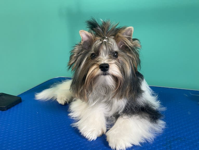 Simba, a Biewer Terrier tested with EmbarkVet.com