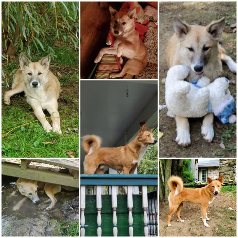 Antosha, an Arabian Village Dog tested with EmbarkVet.com