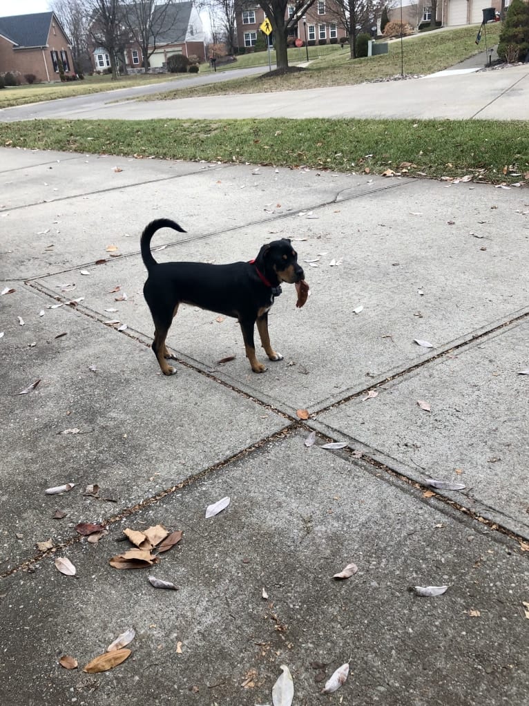Miley, a Mountain Cur and Siberian Husky mix tested with EmbarkVet.com
