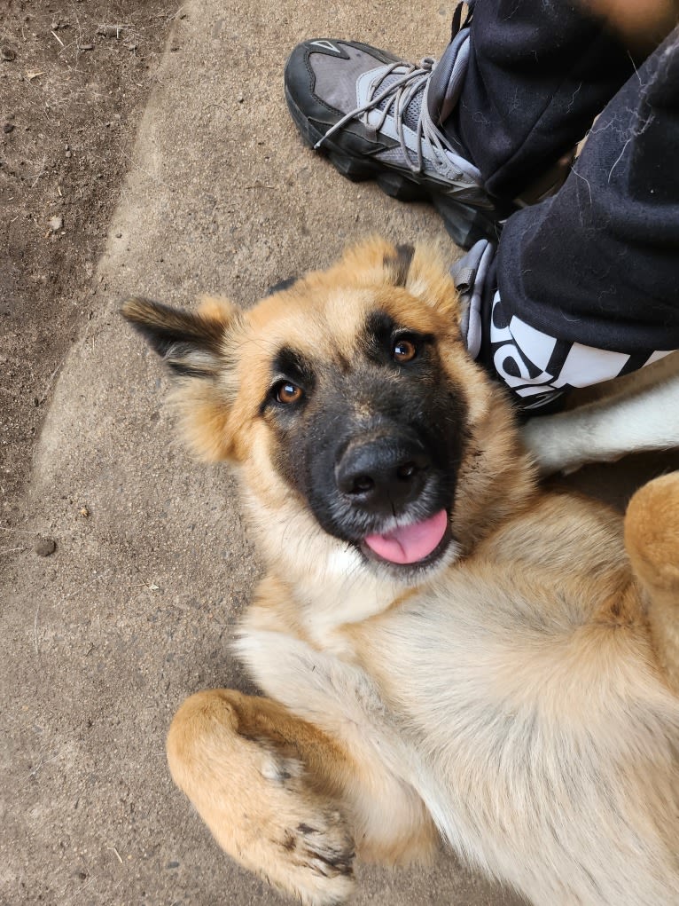 Tinos, a German Shepherd Dog and Alaskan Malamute mix tested with EmbarkVet.com