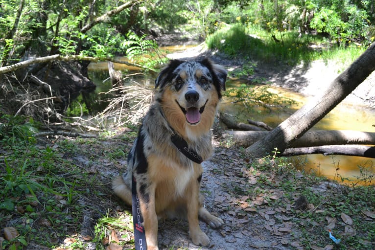 Dodge, an Australian Shepherd tested with EmbarkVet.com