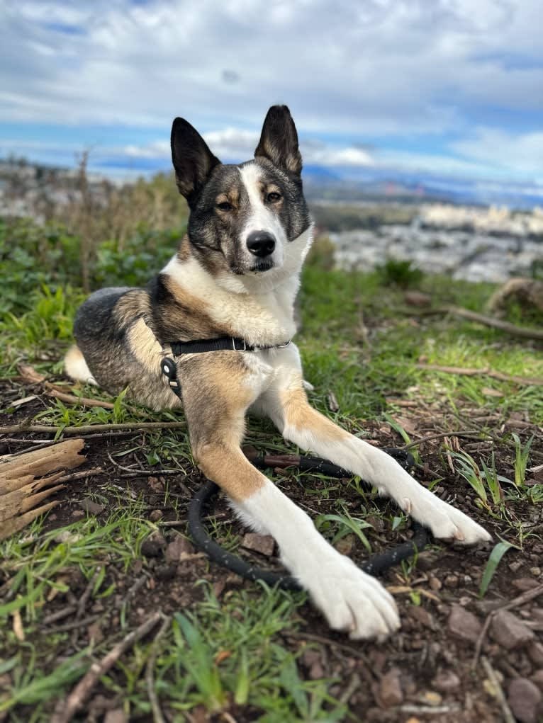 Legoshi, a Central Asian Village Dog tested with EmbarkVet.com