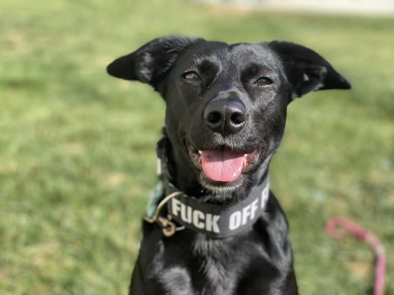 Nala, a Border Collie and American Pit Bull Terrier mix tested with EmbarkVet.com