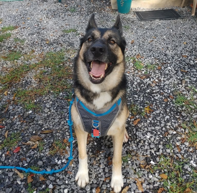 Percy, a German Shepherd Dog and Siberian Husky mix tested with EmbarkVet.com