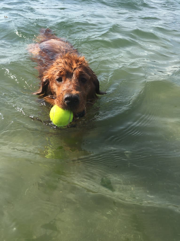 Gracie, a Golden Retriever tested with EmbarkVet.com