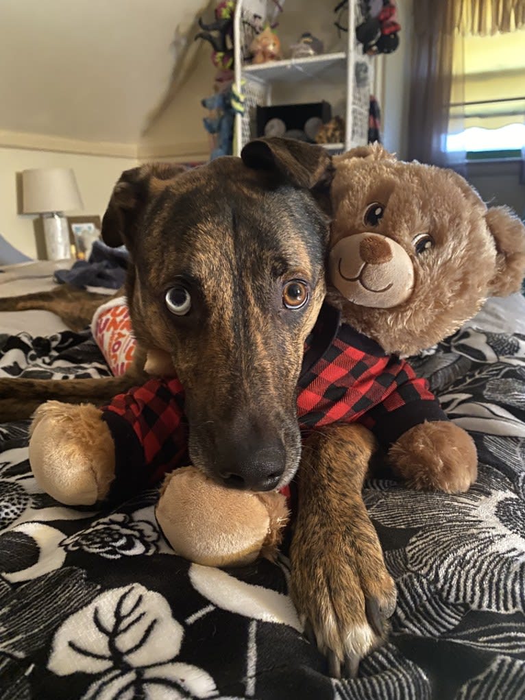 Waldo, a German Shepherd Dog and Dalmatian mix tested with EmbarkVet.com