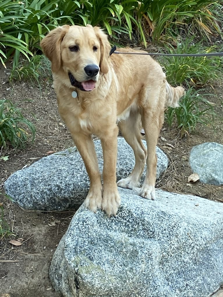 Echo, a Golden Retriever and Labrador Retriever mix tested with EmbarkVet.com