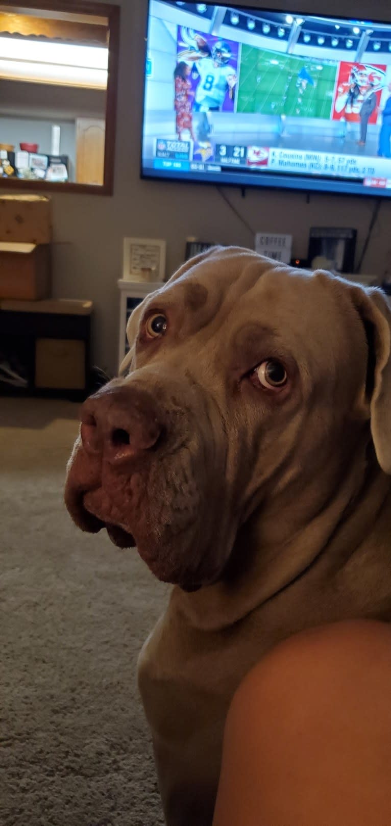 Garm, a Neapolitan Mastiff and Cane Corso mix tested with EmbarkVet.com