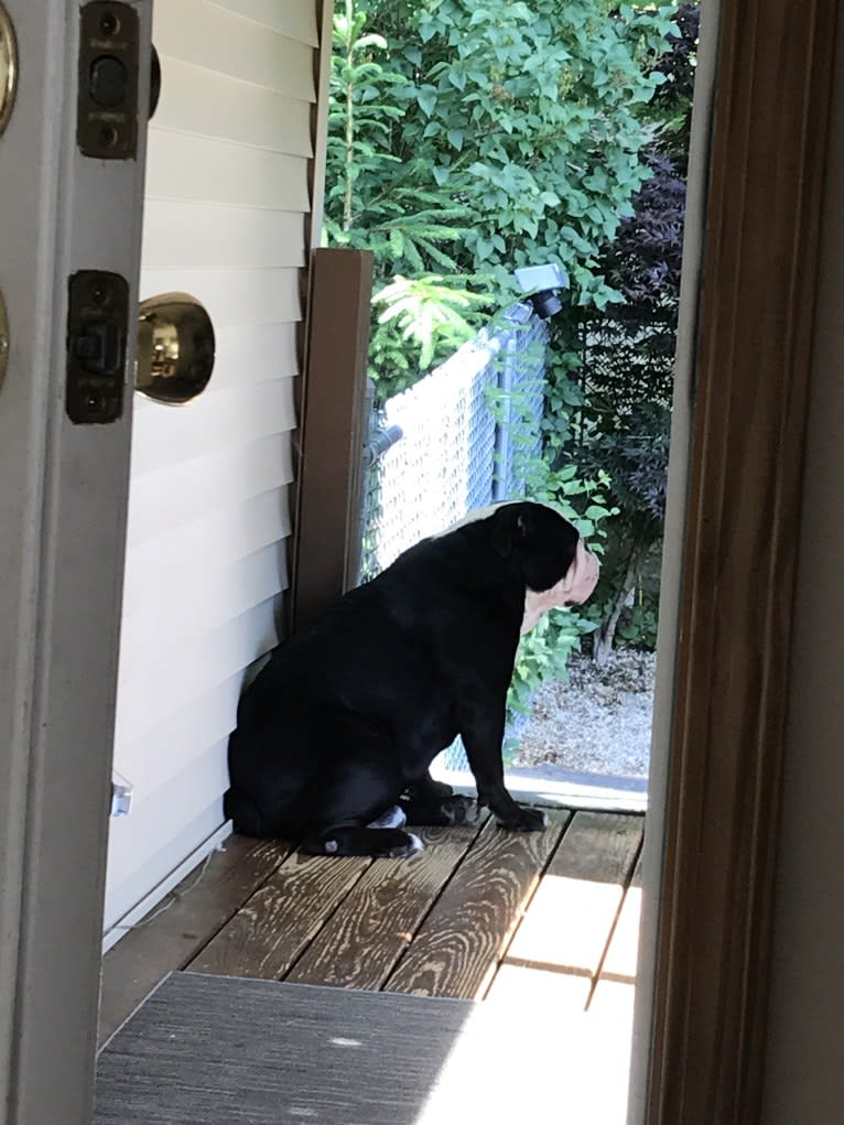 Garth, an Olde English Bulldogge tested with EmbarkVet.com