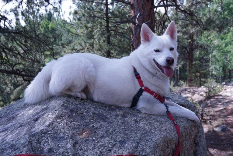 Shadow, an American Eskimo Dog and Australian Cattle Dog mix tested with EmbarkVet.com