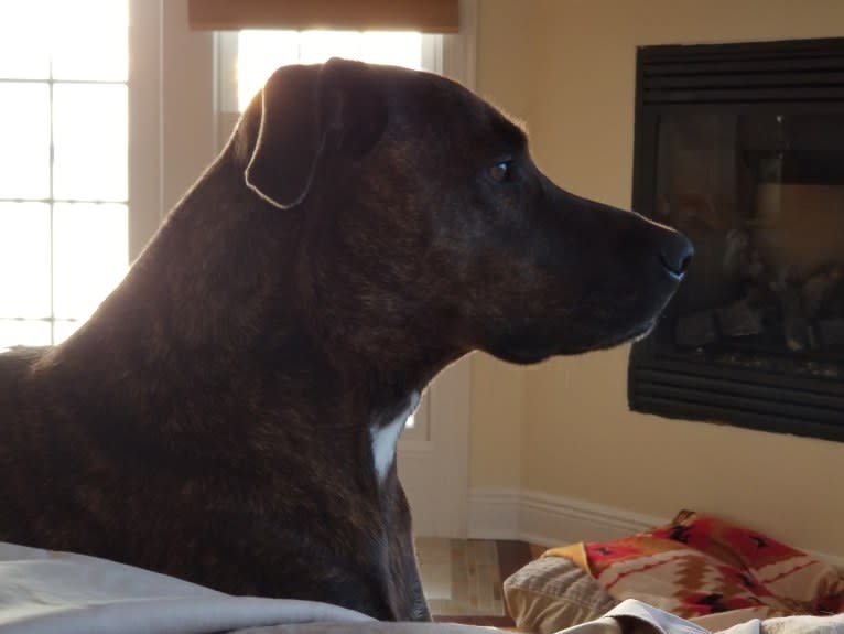remington (remie), a Staffordshire Terrier and Labrador Retriever mix tested with EmbarkVet.com