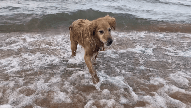 Timber “Gross Manor’s I’ll Be The One You Won’t Forget”, a Golden Retriever tested with EmbarkVet.com