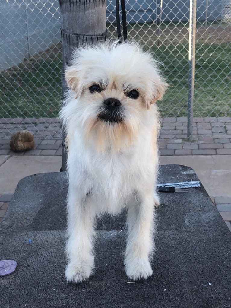 Vinnie, an Affenpinscher tested with EmbarkVet.com