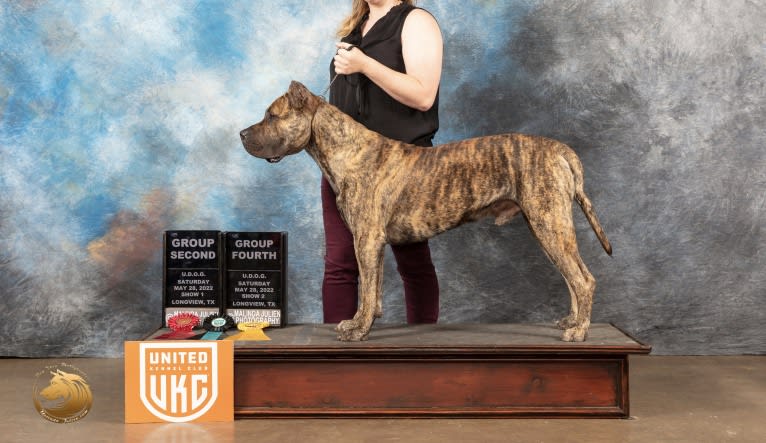 Jäger, a Perro de Presa Canario tested with EmbarkVet.com