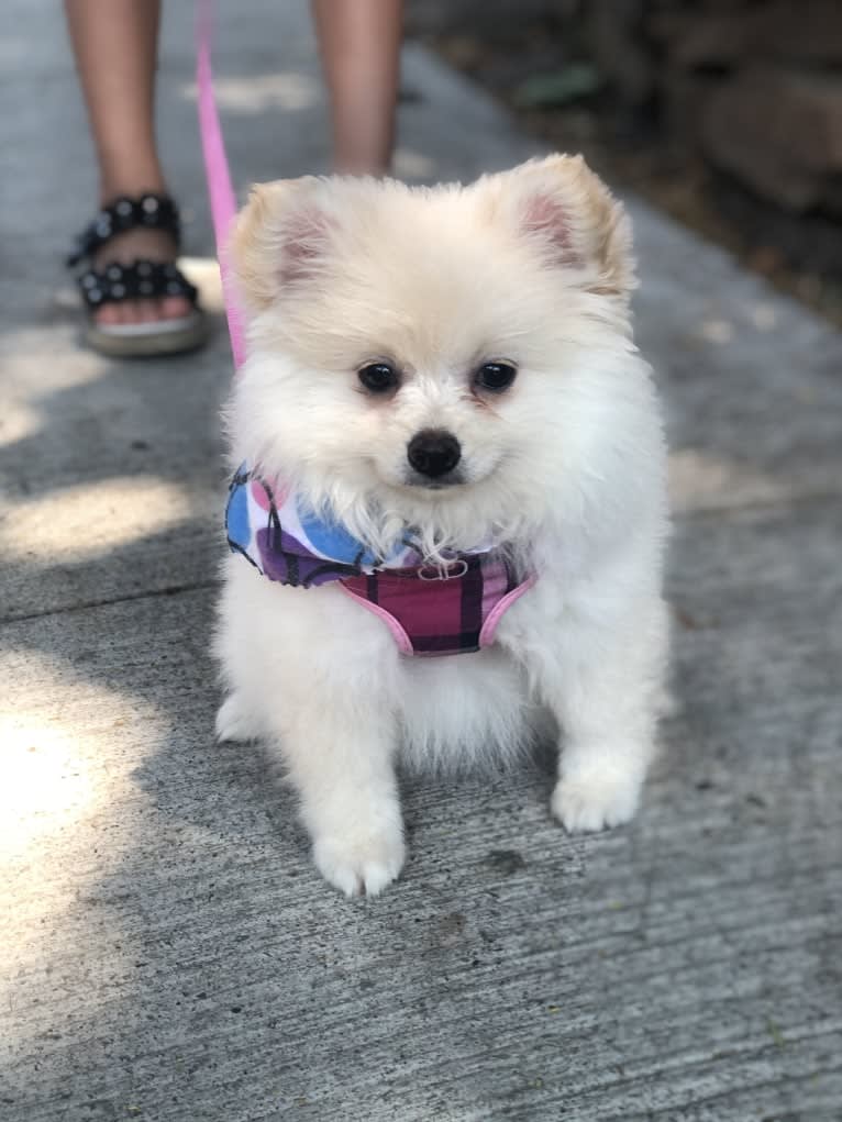 Lilith, a Pomeranian tested with EmbarkVet.com