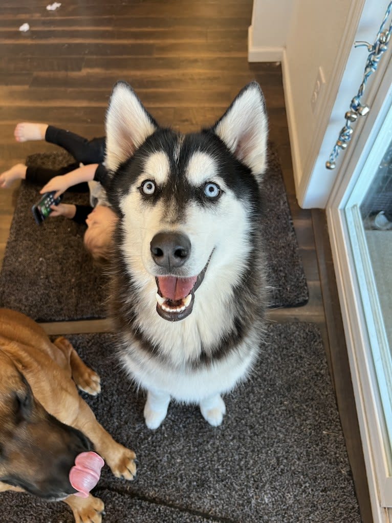 Drake Flynn, a Siberian Husky tested with EmbarkVet.com