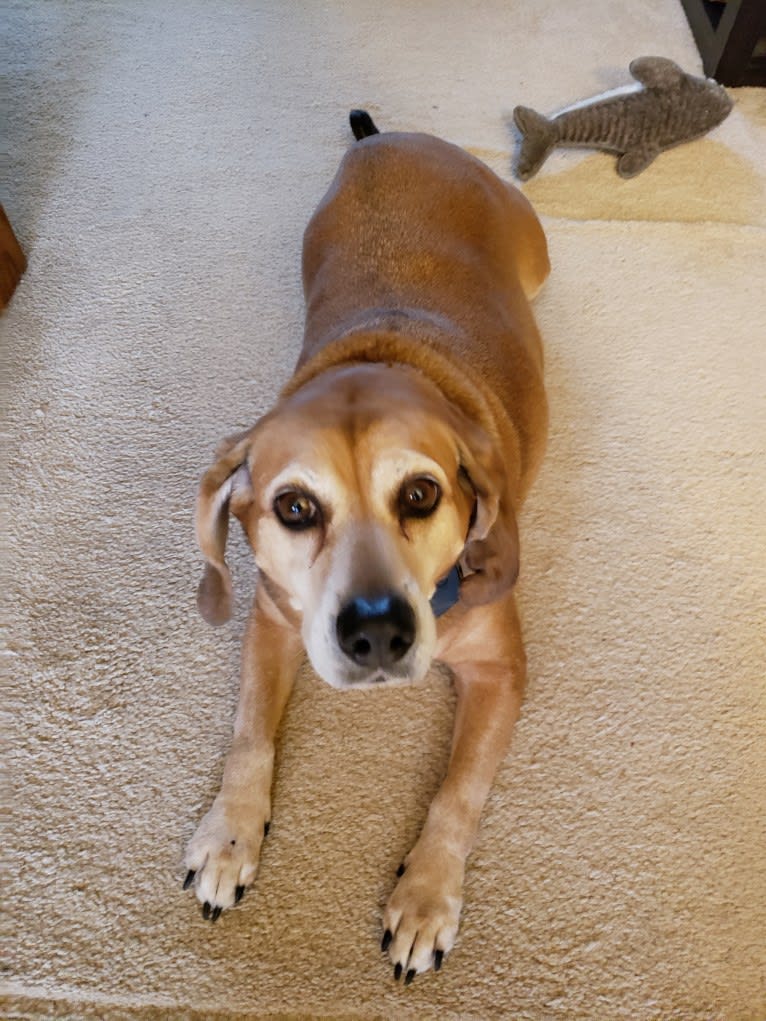 Maggie, a Beagle and Mountain Cur mix tested with EmbarkVet.com