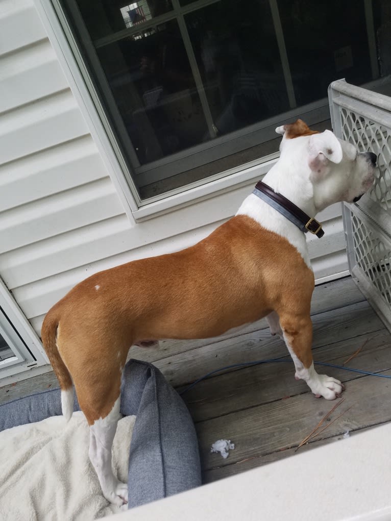 Milo, an American Bully and Bulldog mix tested with EmbarkVet.com