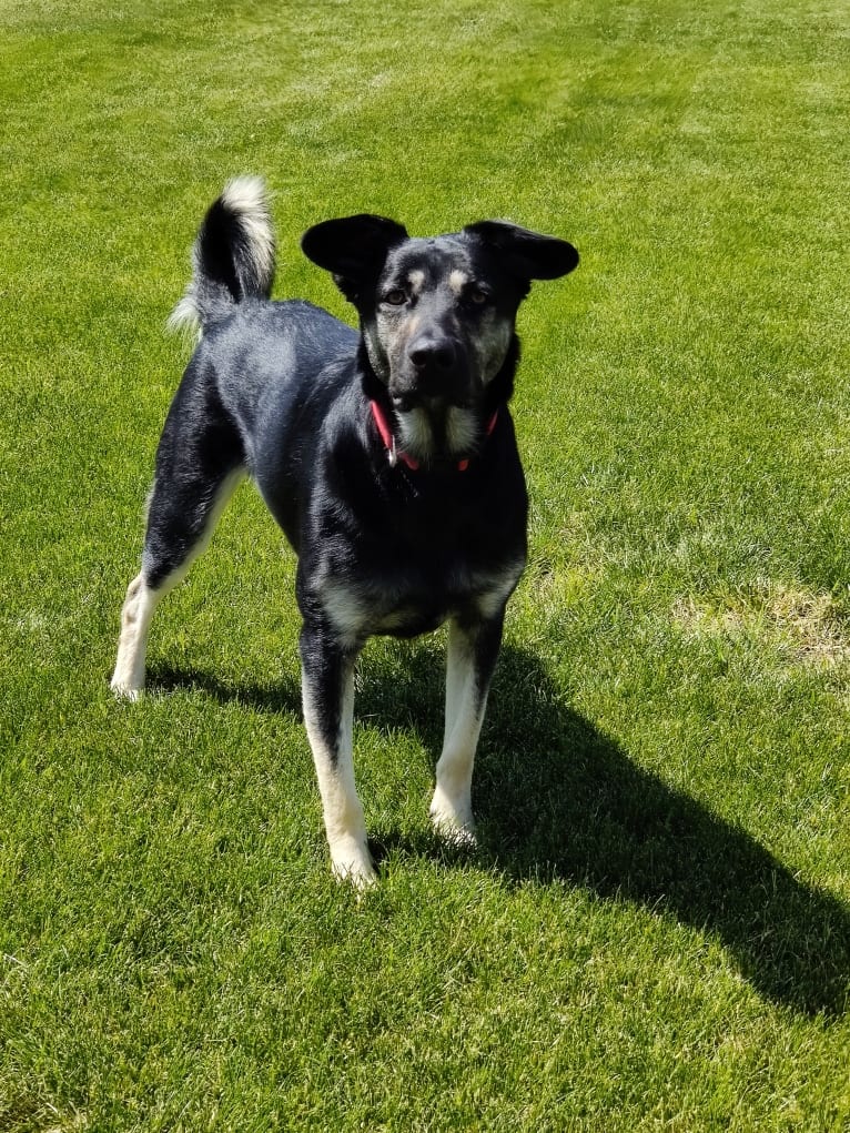 Photo of Buddy Bear Reynolds, an Australian Cattle Dog, American Pit Bull Terrier, German Shepherd Dog, Chow Chow, and Mixed mix in New Mexico, USA