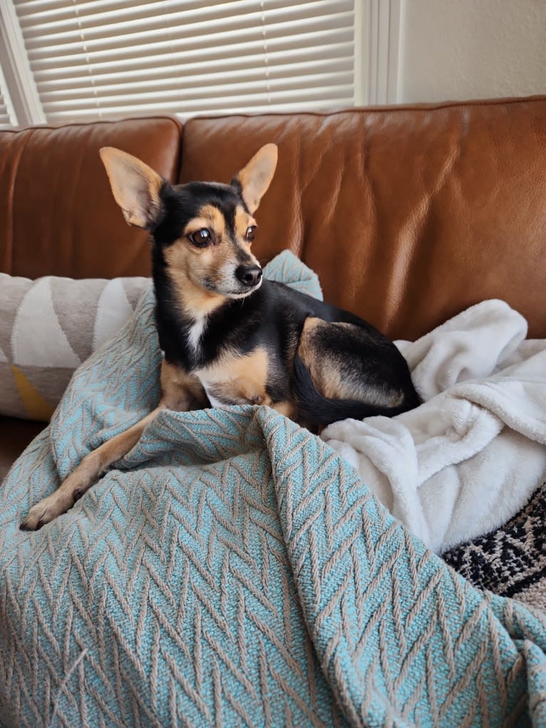 Bowser, a Chihuahua and Pomeranian mix tested with EmbarkVet.com