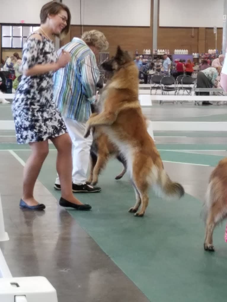 Tuarie, a Belgian Shepherd tested with EmbarkVet.com