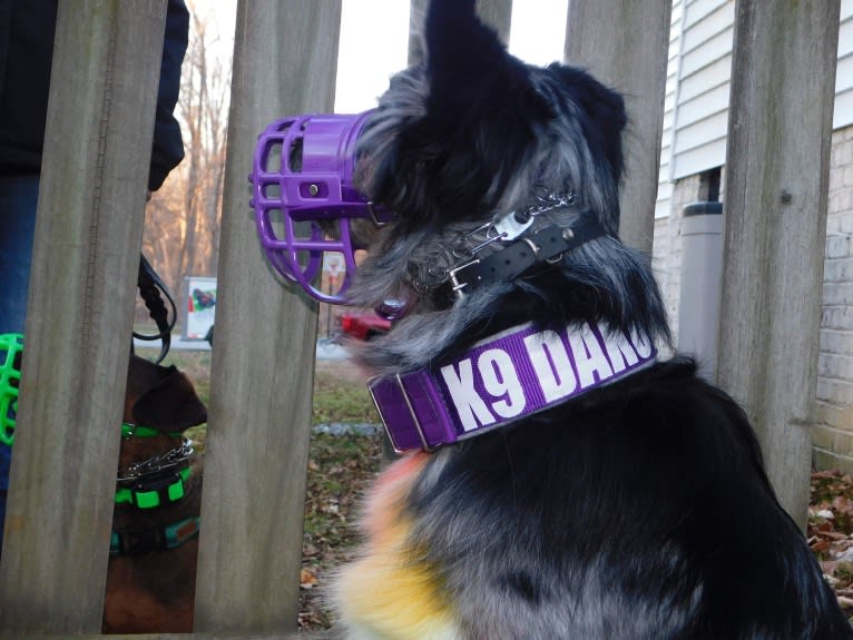 Dakota, an Australian Shepherd tested with EmbarkVet.com