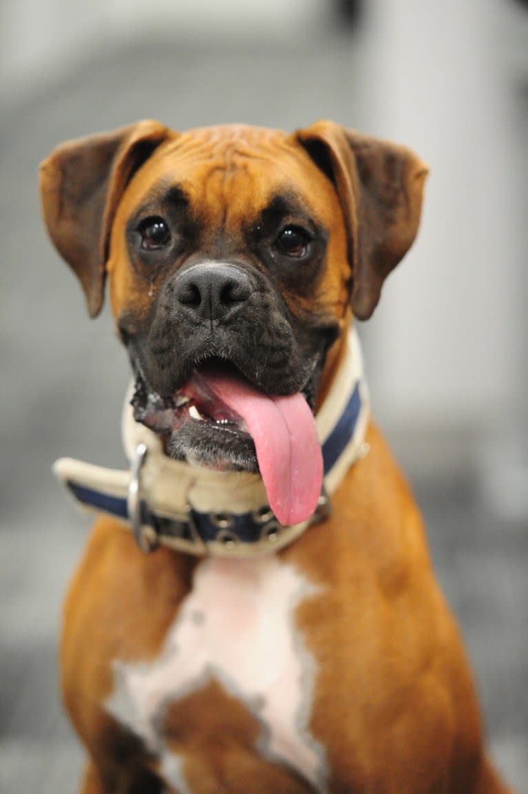 Zeus, a Boxer tested with EmbarkVet.com