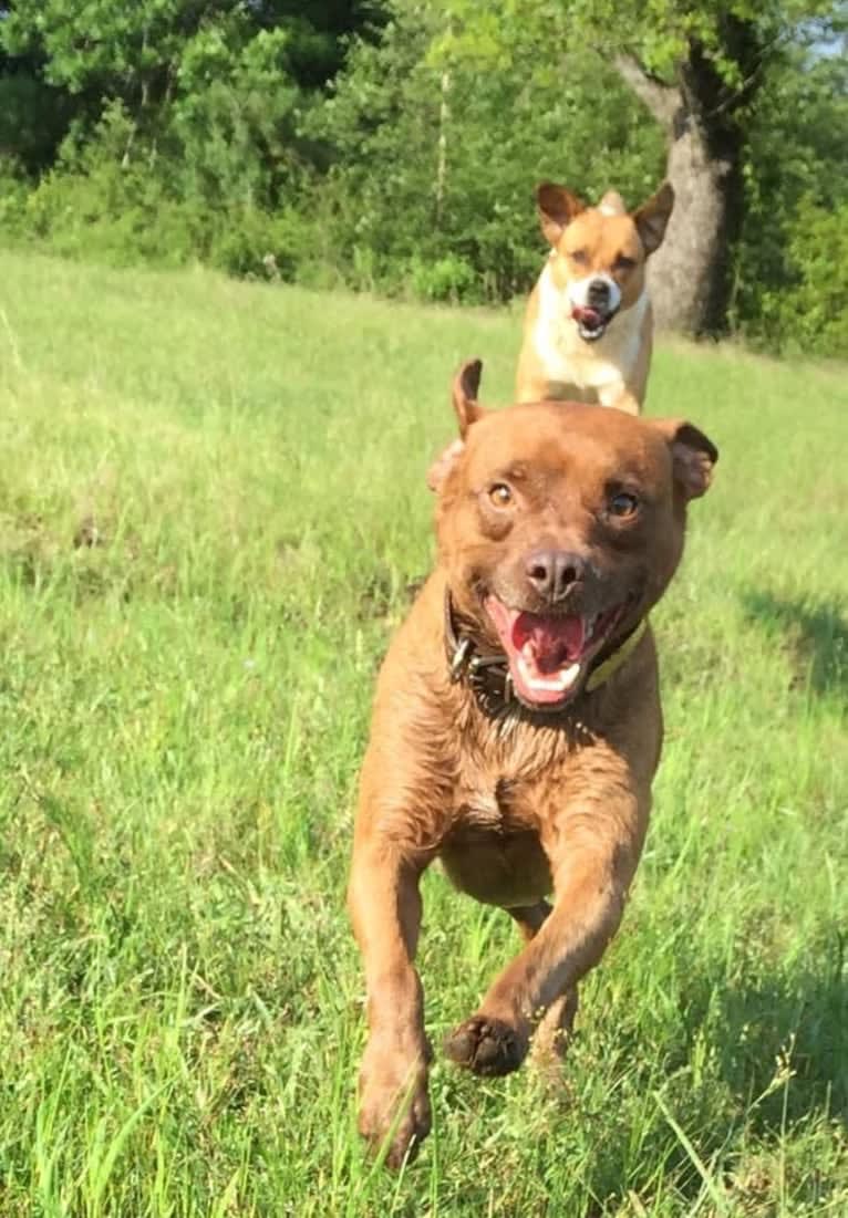 Charlie, a Rat Terrier and Pug mix tested with EmbarkVet.com